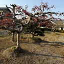 我が家の紅葉 2020