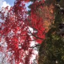 11月17日の日記