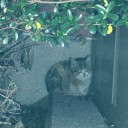 仔猫と誕生日