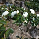 寒椿！？それとも山茶花！？