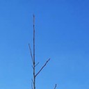 ３８年ぶり柿の木の剪定