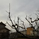 ３８年ぶり柿の木の剪定
