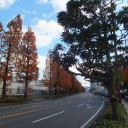 琵琶湖岸初冬