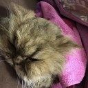 亡くなりました。