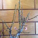 小さな春を見つけた！Part2