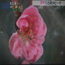 「花桃(はなもも)」の出荷がピーク！
