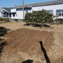 ジャガイモの種芋を植える！