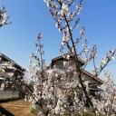 梅の花が見ごろ！　2021