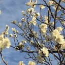 梅花見