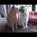 とらちゃん・・・・