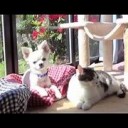 とらちゃん・・・・