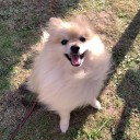 ポメ子通院