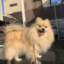 ポメ子通院