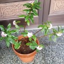 昨年2回も植樹したばかりのジンチョウゲが開花！
