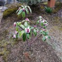 昨年2回も植樹したばかりのジンチョウゲが開花！