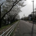 柿ノ池周辺の桜並木！