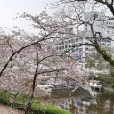 満開です