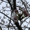 入園式