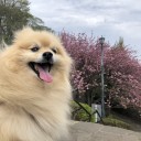ポメ子とお花見散歩