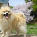ポメ子とお花見散歩