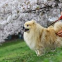 ポメ子とお花見散歩