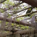 季節のお花