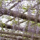 季節のお花