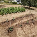夏野菜の苗を植える･･･