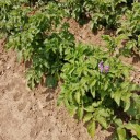 夏野菜の苗を植える･･･