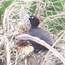野鳥・・・o(･_･= ･_･)o キョロキョロ