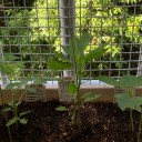 ベランダ菜園の実態？