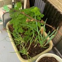 ベランダ菜園の実態？