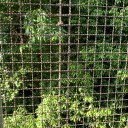 ベランダ菜園の実態？
