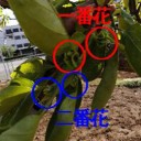 柿の摘果作業と農薬散布！