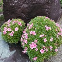 2年ぶり庭のサツキが開花！