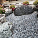 2年ぶり庭のサツキが開花！