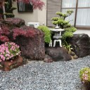 2年ぶり庭のサツキが開花！