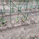 夏野菜その後…
