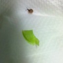 「にょり」の生まれ変わり(/^-^)/　(^^*)))