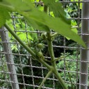 キュウリの赤ちゃん(^o^)