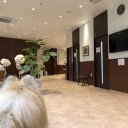 ポメ子心臓定期検診