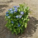 紫陽花！見ごろ 2021