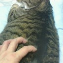 ねこ飼いとMtG