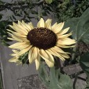 7月11日の日記