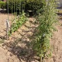 夏野菜その後は…