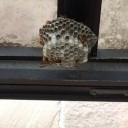 足長バチがやってきた！！