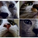 【ご報告】猫のマシマシ増量計画編　〜三人三様・四匹四様〜