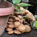 キノコの庭
