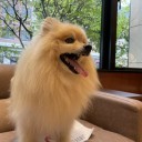 ポメ子　心臓専門定期検診