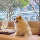 ポメ子　心臓手術その1